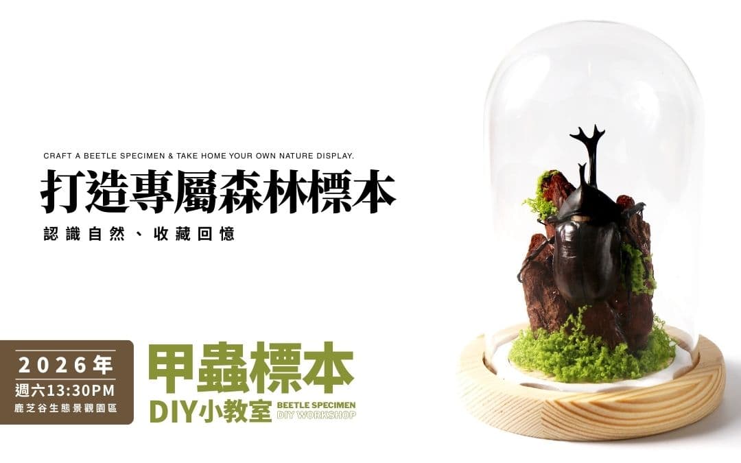 甲蟲標本DIY(7月-8月場)